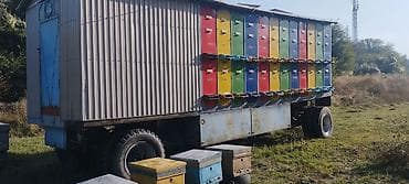 Продаю вагон с пчелой 48 семей парода карника, бакфаст немка at lalafo.kg Продаю вагон с пчелой 48 семей парода карника, бакфаст немка