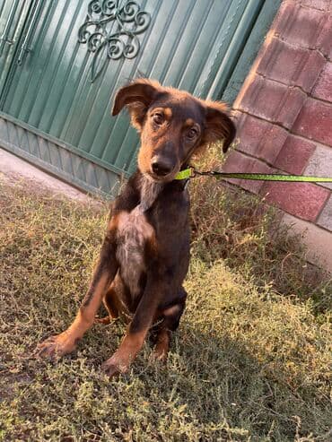 Собака даром: Дворняжка, 2 месяца, Самка at lalafo.kg Собака даром: Дворняжка, 2 месяца, Самка