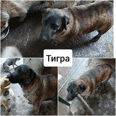 Ищу новых хозяев для своих собак!БИШКЕК, район Рабочего Городка (ниже at lalafo.kg Ищу новых хозяев для своих собак!БИШКЕК, район Рабочего Городка (ниже