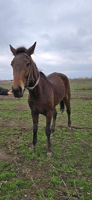 Продаю | Кобыла (самка) | Мерин at lalafo.kg Продаю | Кобыла (самка) | Мерин