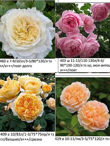 Саженцы at lalafo.kg Саженцы