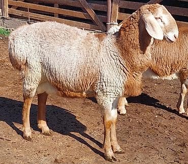 Продаю | Ягненок, Баран (самец) | Для разведения | Племенные, Осеменитель at lalafo.kg — 9 Продаю | Ягненок, Баран (самец) | Для разведения | Племенные, Осеменитель — 9