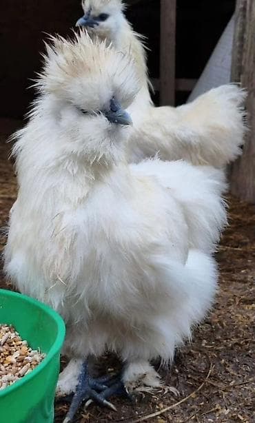 Продаю | Петух, Куры | Для разведения at lalafo.kg Продаю | Петух, Куры | Для разведения