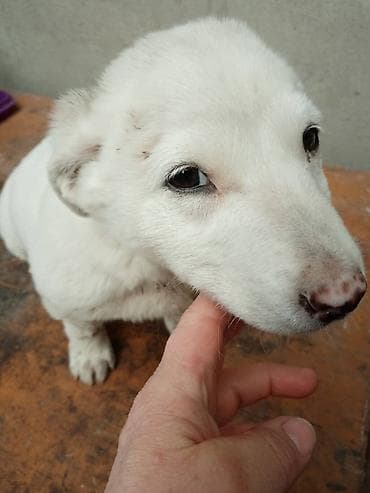 Щенок белого окраса - Порода: без породной принадлежности (метис) - at lalafo.kg Щенок белого окраса - Порода: без породной принадлежности (метис) -