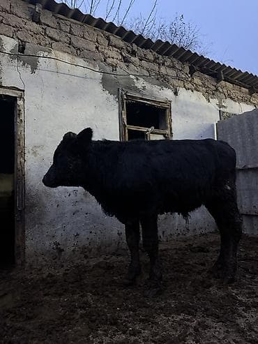 Продаю | Бык (самец) | На откорм at lalafo.kg Продаю | Бык (самец) | На откорм