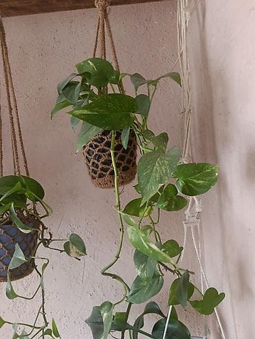 Эпипремнум - Разновидности: зелёно-пёстрые формы (золотистая и lalafo.kg да — 6 Эпипремнум - Разновидности: зелёно-пёстрые формы (золотистая и — 6