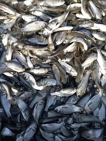 Lotus: Малёк Толстолобик Карп Амур принимаем заказы на очередь есть машина с at lalafo.kg — 3 Lotus: Малёк Толстолобик Карп Амур принимаем заказы на очередь есть машина с — 3