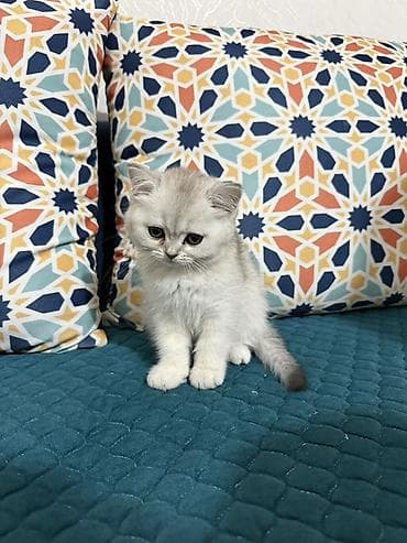 Скотиш Страйт (Шотландская прямоухая), 3 месяца, Девочка, Серебристая шиншилла, Приучена к лотку at lalafo.kg Скотиш Страйт (Шотландская прямоухая), 3 месяца, Девочка, Серебристая шиншилла, Приучена к лотку