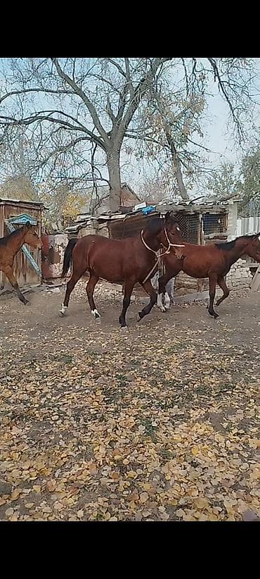 Продаю | Жеребенок | Для разведения at lalafo.kg Продаю | Жеребенок | Для разведения