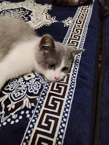 Котёнок, окрас серо-белый (б3 айлык народа и-колор). Короткошёрстный at lalafo.kg Котёнок, окрас серо-белый (б3 айлык народа и-колор). Короткошёрстный