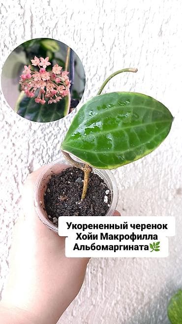 Продаю свои комнатные растения 🪴🌺! Цены разные! 1) Укоренённый черенок at lalafo.kg Продаю свои комнатные растения 🪴🌺! Цены разные! 1) Укоренённый черенок