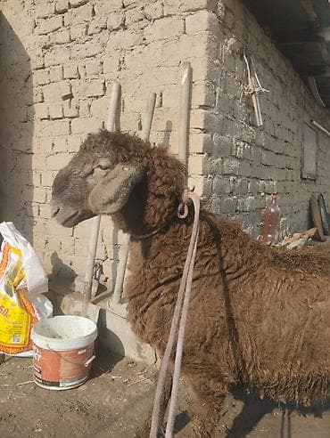 Продаю | Баран (самец) | Для разведения | Ярка at lalafo.kg Продаю | Баран (самец) | Для разведения | Ярка