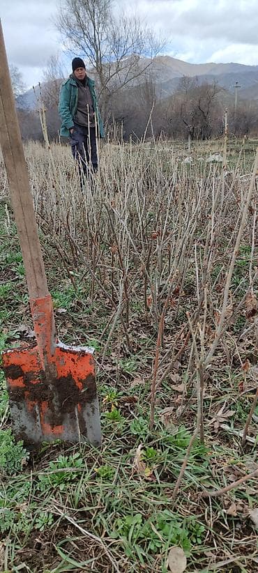 Декор для дома и сада at lalafo.kg Декор для дома и сада