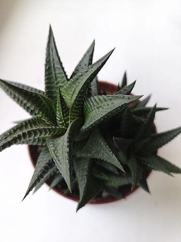 Хавортия (вероятно Haworthia attenuata, «зебра») в горшке. - lalafo.kg да Хавортия (вероятно Haworthia attenuata, «зебра») в горшке. -