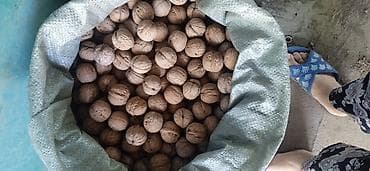 Грецкий орех в скорлупе - Натуральные ядра в цельной скорлупе at lalafo.kg Грецкий орех в скорлупе - Натуральные ядра в цельной скорлупе