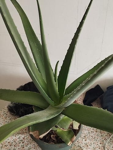 Aлоэ Вера, лечебный, 5 л. Ветки крупные, сочные at lalafo.kg Aлоэ Вера, лечебный, 5 л. Ветки крупные, сочные