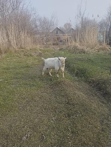 Продаю | Козёл (самец) | Для разведения | Племенные at lalafo.kg Продаю | Козёл (самец) | Для разведения | Племенные