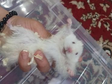 Сирийские хомяки (длинношерстные) - Порода: сирийский хомяк at lalafo.kg Сирийские хомяки (длинношерстные) - Порода: сирийский хомяк