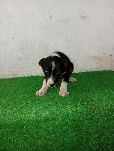Щенки метисы, короткошёрстные. На фото — два щенка разной масти: - at lalafo.kg Щенки метисы, короткошёрстные. На фото — два щенка разной масти: -