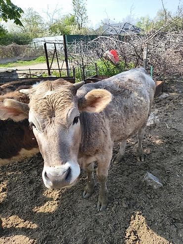 Продаю | Тёлка | Полукровка | На откорм at lalafo.kg Продаю | Тёлка | Полукровка | На откорм