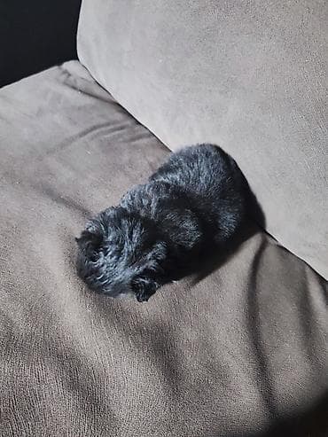 1 месяц, Самка at lalafo.kg 1 месяц, Самка