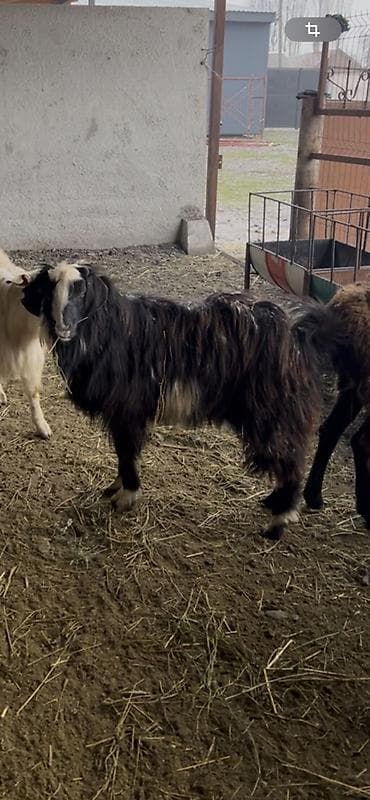 Продаю | Козёл (самец) | Для разведения | Племенные at lalafo.kg Продаю | Козёл (самец) | Для разведения | Племенные