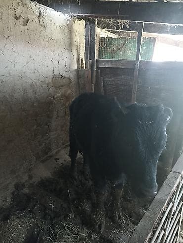 Продаю | Бык (самец) | На откорм at lalafo.kg — 2 Продаю | Бык (самец) | На откорм — 2