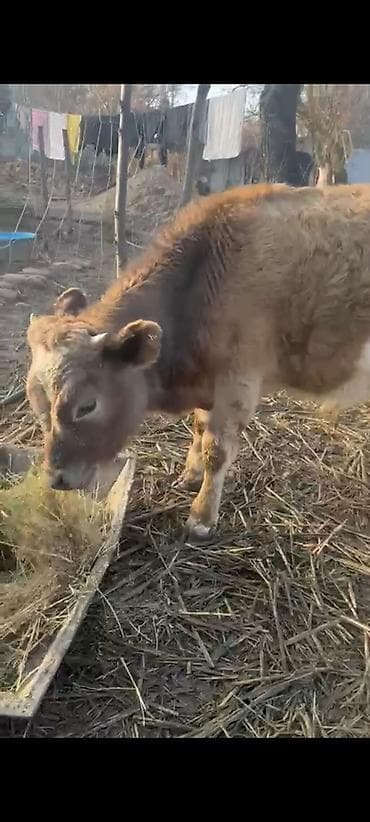 Продаю | Тёлка | Для молока | Отела не было at lalafo.kg Продаю | Тёлка | Для молока | Отела не было