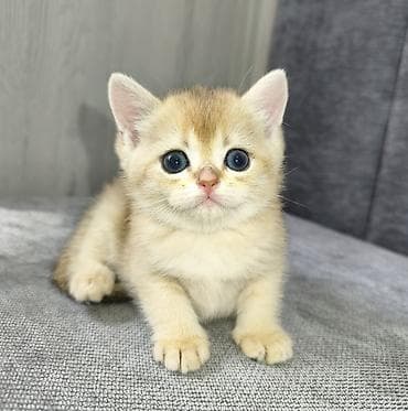 Предлагается к предварительному резерву шотландская девочка Скоттиш at lalafo.kg Предлагается к предварительному резерву шотландская девочка Скоттиш