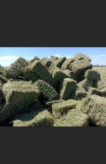 Продаю тюки клевера, плотные и сухие. Лежат под навесом, продаю в at lalafo.kg Продаю тюки клевера, плотные и сухие. Лежат под навесом, продаю в