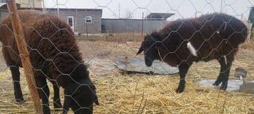 Продаю | Овца (самка) | Полукровка, Арашан | На забой, Для разведения at lalafo.kg Продаю | Овца (самка) | Полукровка, Арашан | На забой, Для разведения