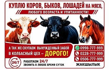 Жеке жак, Колбаса цехи : Уйлар, букалар, Жылкылар, аттар, Кочкорлор, койлор, | Күнү-түнү, Бардык шартта, Союлган lalafo.kg да Жеке жак, Колбаса цехи : Уйлар, букалар, Жылкылар, аттар, Кочкорлор, койлор, | Күнү-түнү, Бардык шартта, Союлган