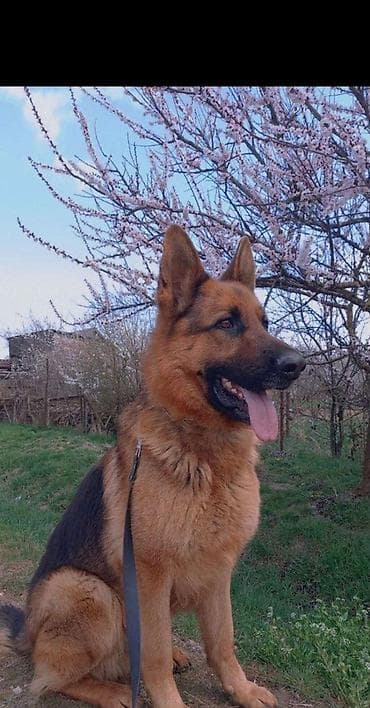 Собака даром: Немецкая овчарка, 1 год, Самец, С прививкой at lalafo.kg Собака даром: Немецкая овчарка, 1 год, Самец, С прививкой