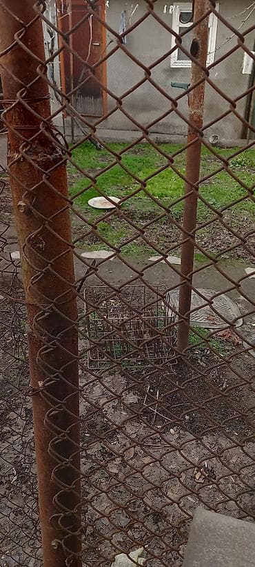 Ширетме тор: Рабица тору, Узундугу: 14 м, Колдонулган lalafo.kg да — 1 Ширетме тор: Рабица тору, Узундугу: 14 м, Колдонулган — 1