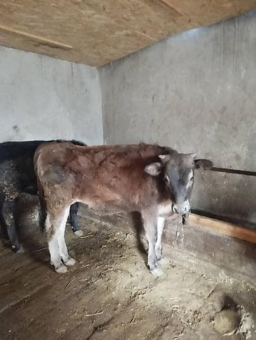 Продаю | Тёлка | На откорм | Привязанные at lalafo.kg Продаю | Тёлка | На откорм | Привязанные