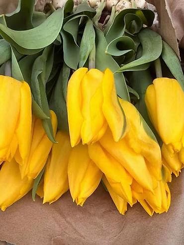 Только ОПТОМ ! Тюльпаны срезанные, букеты в крафт-упаковке. 60. см С at lalafo.kg Только ОПТОМ ! Тюльпаны срезанные, букеты в крафт-упаковке. 60. см С