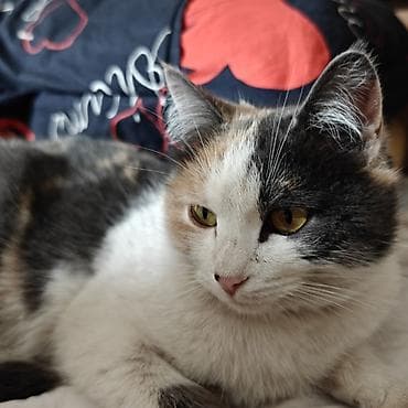 Девочка, Приучена к лотку at lalafo.kg Девочка, Приучена к лотку