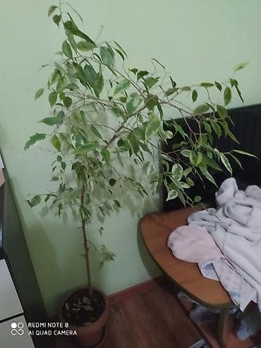 Фикус Бенджамина в горшке. - Домашнее комнатное дерево с пестрыми at lalafo.kg Фикус Бенджамина в горшке. - Домашнее комнатное дерево с пестрыми