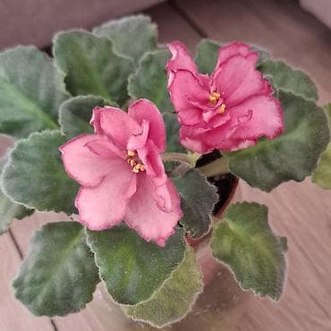 Антуриумдар: Фиалки цветущие, с бутонами, разные сорта, цвета размеры. есть детки lalafo.kg да — 8 Антуриумдар: Фиалки цветущие, с бутонами, разные сорта, цвета размеры. есть детки — 8