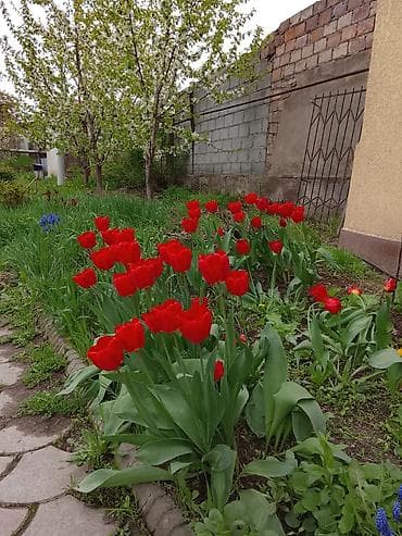 Тюльпаны садовые, сорт с крупными ярко‑красными бокаловидными at lalafo.kg Тюльпаны садовые, сорт с крупными ярко‑красными бокаловидными