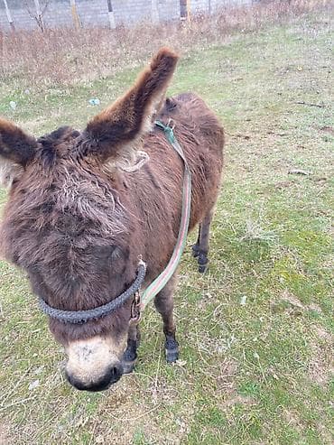Ушул эшек сатылат ургачы жоош чуркайт жолго тушуп берем Осёл (бурого at lalafo.kg Ушул эшек сатылат ургачы жоош чуркайт жолго тушуп берем Осёл (бурого