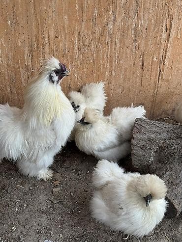 Продаю | Петух, Куры | Для разведения at lalafo.kg Продаю | Петух, Куры | Для разведения