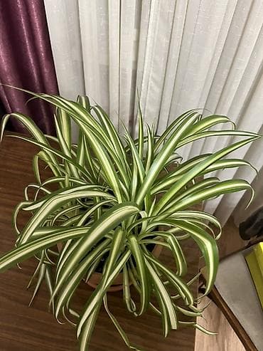 Комнатное растение — хлорофитум («лаксум» листья с белыми продольными at lalafo.kg Комнатное растение — хлорофитум («лаксум» листья с белыми продольными