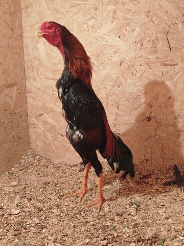 Дакан жожо короздор сатылат активный алмашу жолдору бар адрес Бишкек at lalafo.kg Дакан жожо короздор сатылат активный алмашу жолдору бар адрес Бишкек