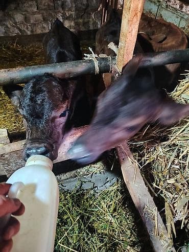 Продаю | Музоо, торпок | Полукровка | На откорм | Искусственник at lalafo.kg Продаю | Музоо, торпок | Полукровка | На откорм | Искусственник