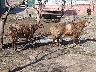Продаю | Баран (самец) | Арашан | Для разведения at lalafo.kg Продаю | Баран (самец) | Арашан | Для разведения