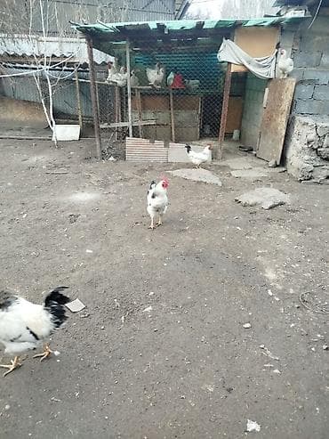 Продаю | Куры | Домашняя | Для разведения at lalafo.kg Продаю | Куры | Домашняя | Для разведения