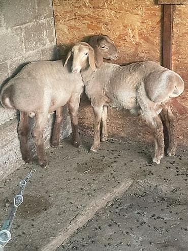 Продаю | Ягненок, Баран (самец) | Арашан | Для разведения | Племенные at lalafo.kg Продаю | Ягненок, Баран (самец) | Арашан | Для разведения | Племенные