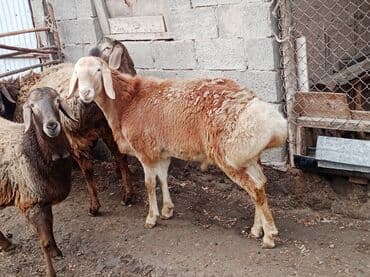 Продаю | Баран (самец) | Арашан | Для разведения | Племенные at lalafo.kg Продаю | Баран (самец) | Арашан | Для разведения | Племенные