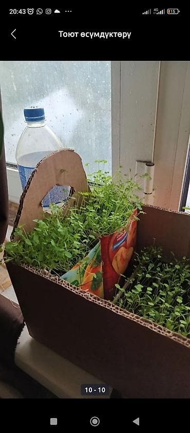 Люцерна at lalafo.kg Люцерна